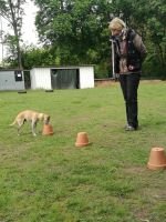 Nasenarbeit mit den Welpen und Junghunden 2019